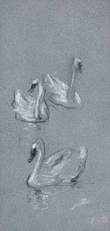 Studio dei cigni